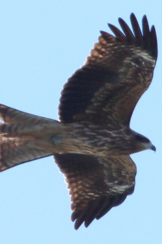 トリミング 2015/12月 TAMRONsp70-300+7D2 焦点距離300mm F9 ss1/1250 ISO400 Case3