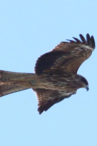 トリミング 2015/12月 TAMRONsp70-300+7D2 焦点距離300mm F9 ss1/1250 ISO400 Case3