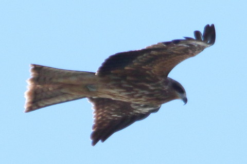 トリミング 2015/12月 TAMRONsp70-300+7D2 焦点距離300mm F9 ss1/1250 ISO400 Case3