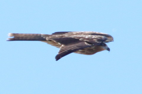 トリミング 2015/12月 TAMRONsp70-300+7D2 焦点距離300mm F9 ss1/1250 ISO400 Case3