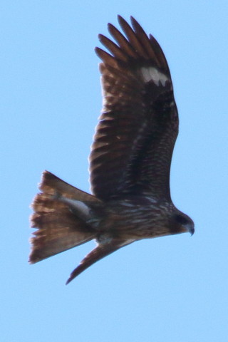 トリミング 2015/12月 TAMRONsp70-300+7D2 焦点距離300mm F9 ss1/1250 ISO320 Case3