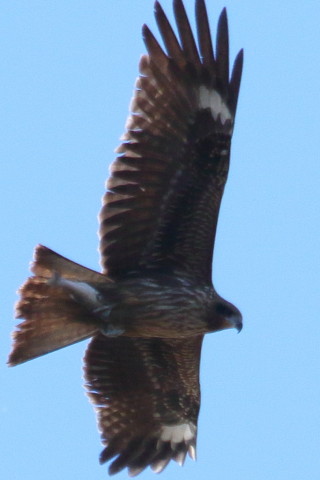 トリミング 2015/12月 TAMRONsp70-300+7D2 焦点距離300mm F9 ss1/1250 ISO320 Case3
