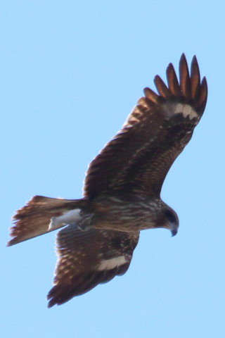 トリミング 2015/12月 TAMRONsp70-300+7D2 焦点距離300mm F9 ss1/1250 ISO400 Case3