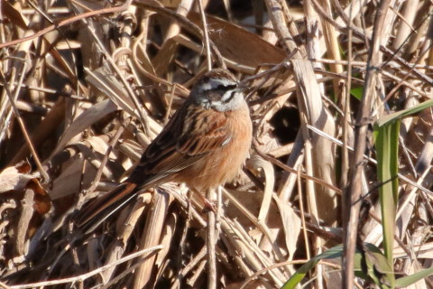 トリミング 2015/12月 TAMRONsp70-300+7D2 焦点距離271mm F8 ss1/1250 ISO640