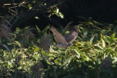 トリミング 2015/12月 TAMRONsp70-300+7D2 焦点距離300mm F8 ss1/1250 ISO800 Case3