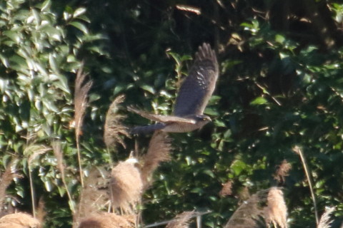 トリミング 2015/12月 TAMRONsp70-300+7D2 焦点距離300mm F8 ss1/1250 ISO1600 Case3