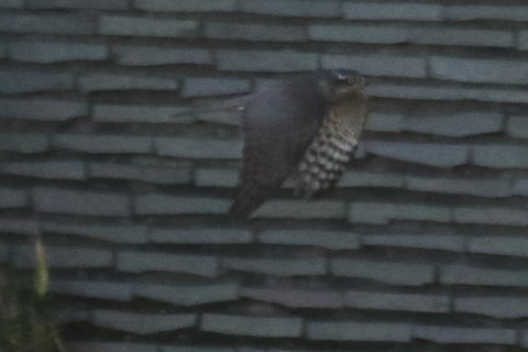 トリミング 2015/12月 TAMRONsp70-300+7D2 焦点距離300mm F8 ss1/1250 ISO1600 Case3