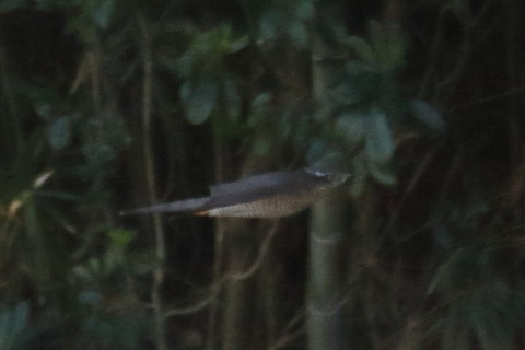 トリミング 2015/12月 TAMRONsp70-300+7D2 焦点距離300mm F8 ss1/1250 ISO1600 Case3