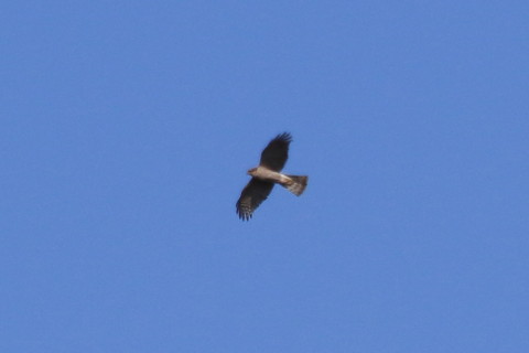 トリミング 2015/12月 TAMRONsp70-300+7D2 焦点距離300mm F8 ss1/1600 ISO320 Case3