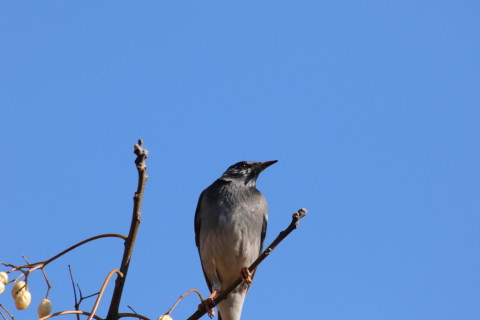 2015/12月 TAMRONsp70-300+7D2 焦点距離259mm F8 ss1/500 ISO200