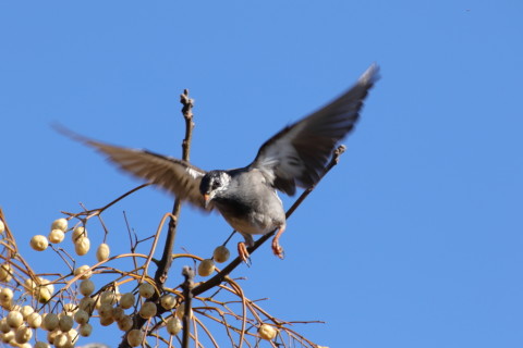2015/12月 TAMRONsp70-300+7D2 焦点距離259mm F8 ss1/500 ISO160 Case3