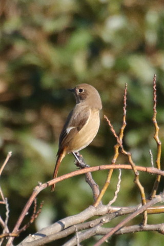 トリミング 2015/12月 TAMRONsp70-300+7D2 焦点距離300mm F8 ss1/1250 ISO1000