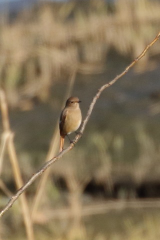 トリミング 2015/12月 TAMRONsp70-300+7D2 焦点距離300mm F8 ss1/1250 ISO640