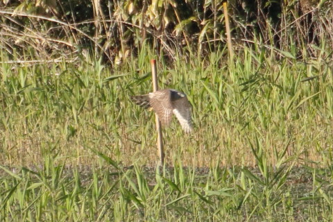 トリミング 2015/12月 TAMRONsp70-300+7D2 焦点距離300mm F8 ss1/1250 ISO800 Case2