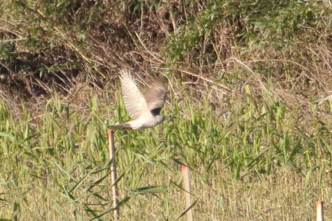 トリミング 2015/12月 TAMRONsp70-300+7D2 焦点距離300mm F8 ss1/1250 ISO1000 Case2