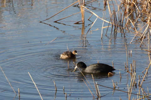 2015/12月 TAMRONsp70-300+7D2 焦点距離300mm F8 ss1/1600 ISO1250