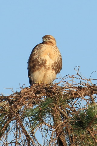 トリミング 2015/12月 TAMRONsp70-300+7D2 焦点距離300mm F8 ss1/250 ISO100