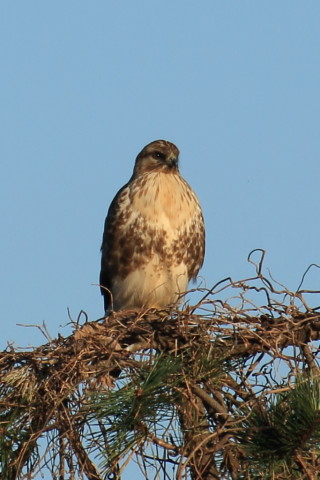 トリミング 2015/12月 TAMRONsp70-300+7D2 焦点距離300mm F8 ss1/320 ISO100