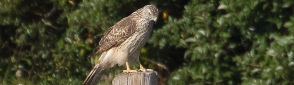 にわかカメラマンの撮ってみた!!（N'sHOME別館）