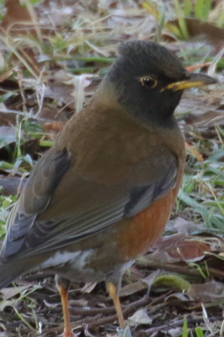 トリミング 2016/1月 TAMRONsp70-300+7D2 焦点距離300mm F8 ss1/250 ISO1250