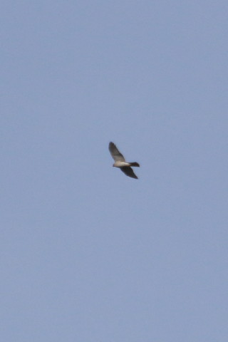 トリミング 2016/1月 TAMRONsp70-300+7D2 焦点距離300mm F8 ss1/2500 ISO400 Case3