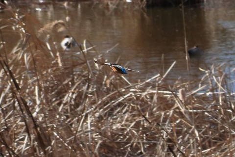 トリミング 2016/1月 TAMRONsp70-300+7D2 焦点距離104mm F8 ss1/2500 ISO800 Case3