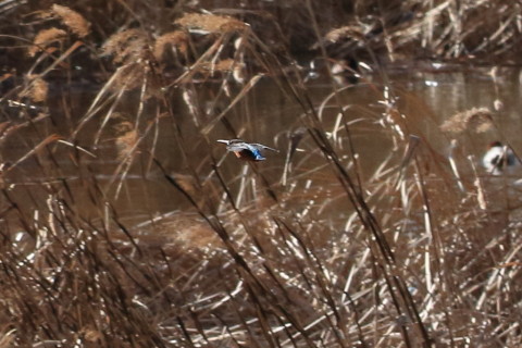 トリミング 2016/1月 TAMRONsp70-300+7D2 焦点距離104mm F8 ss1/2500 ISO800 Case3