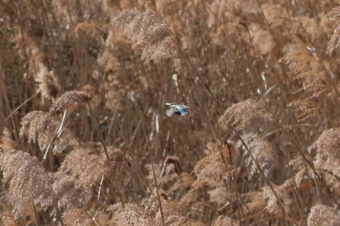 トリミング 2016/1月 TAMRONsp70-300+7D2 焦点距離104mm F8 ss1/2500 ISO1250 Case3