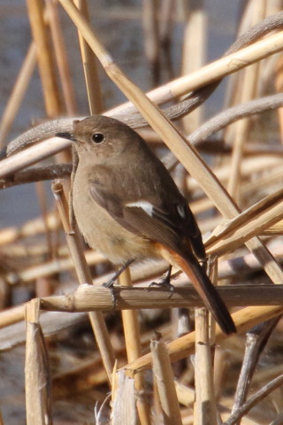 トリミング 2016/1月 TAMRONsp70-300+7D2 焦点距離300mm F8 ss1/2500 ISO800