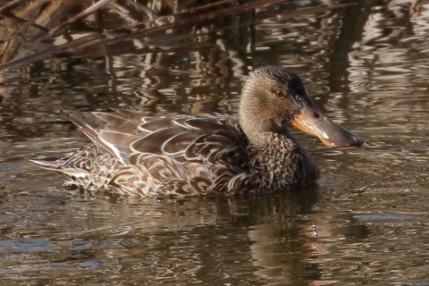 トリミング 2016/1月 TAMRONsp70-300+7D2 焦点距離300mm F8 ss1/2500 ISO1250