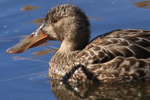 トリミング 2016/1月 TAMRONsp70-300+7D2 焦点距離300mm F8 ss1/640 ISO320
