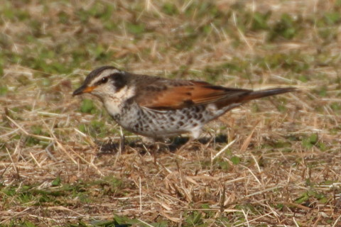 トリミング 2016/1月 TAMRONsp70-300+7D2 焦点距離300mm F8 ss1/640 ISO160