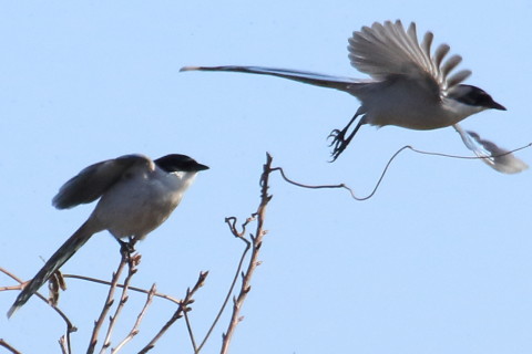 トリミング 2016/1月 TAMRONsp70-300+7D2 焦点距離300mm F8 ss1/2000 ISO500 Case3
