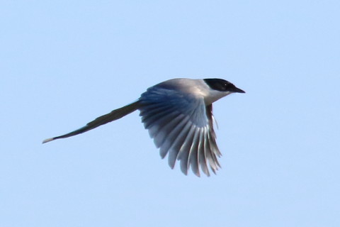 トリミング 2016/1月 TAMRONsp70-300+7D2 焦点距離300mm F8 ss1/2000 ISO500 Case3
