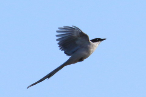 トリミング 2016/1月 TAMRONsp70-300+7D2 焦点距離300mm F8 ss1/2000 ISO400 Case3