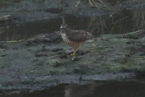 トリミング 2016/1月 TAMRONsp70-300+7D2 焦点距離300mm F8 ss1/2000 ISO1600