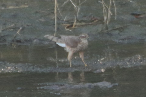 トリミング 2016/1月 TAMRONsp70-300+7D2 焦点距離300mm F8 ss1/400 ISO1250