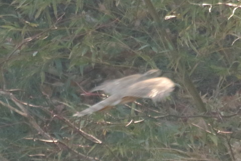 トリミング 2016/1月 TAMRONsp70-300+7D2 焦点距離300mm F8 ss1/400 ISO1250 Case3