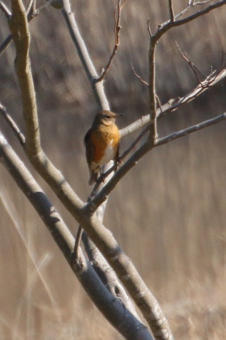 トリミング 2016/1月 TAMRONsp70-300+7D2 焦点距離300mm F8 ss1/800 ISO400