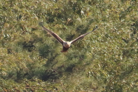 トリミング 2016/1月 TAMRONsp70-300+7D2 焦点距離300mm F8 ss1/2000 ISO1250 Case3