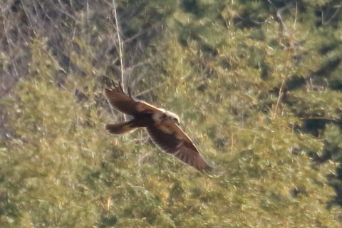 トリミング 2016/1月 TAMRONsp70-300+7D2 焦点距離300mm F8 ss1/2000 ISO1250 Case3