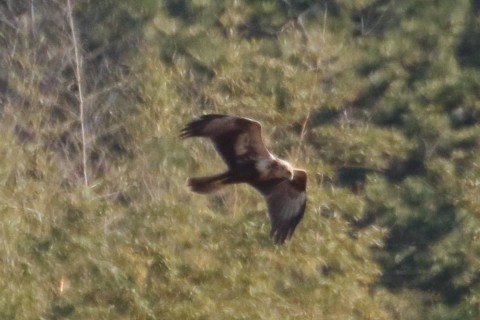 トリミング 2016/1月 TAMRONsp70-300+7D2 焦点距離300mm F8 ss1/2000 ISO1250 Case3