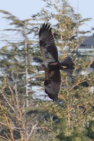トリミング 2016/1月 TAMRONsp70-300+7D2 焦点距離300mm F8 ss1/2000 ISO1250 Case3