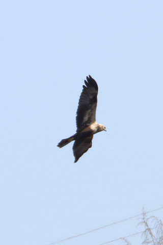 トリミング 2016/1月 TAMRONsp70-300+7D2 焦点距離300mm F8 ss1/2000 ISO800 Case3