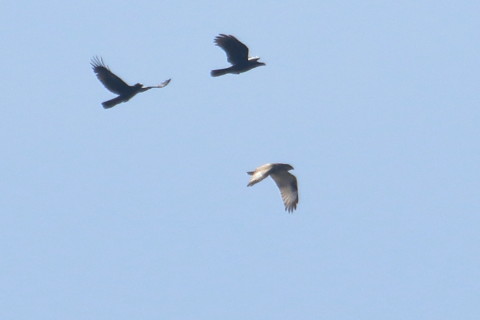 トリミング 2016/1月 TAMRONsp70-300+7D2 焦点距離300mm F8 ss1/2000 ISO320 Case3