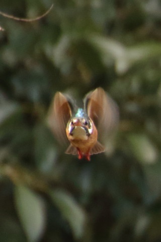 トリミング 2016/1月 TAMRONsp70-300+7D2 焦点距離300mm F8 ss1/250 ISO1600 Case3