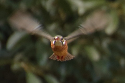 トリミング 2016/1月 TAMRONsp70-300+7D2 焦点距離300mm F8 ss1/250 ISO1600 Case3