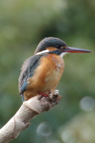 トリミング 2016/1月 TAMRONsp70-300+7D2 焦点距離300mm F8 ss1/250 ISO800