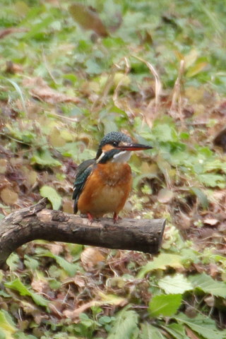 トリミング 2016/1月 TAMRONsp70-300+7D2 焦点距離300mm F8 ss1/250 ISO400