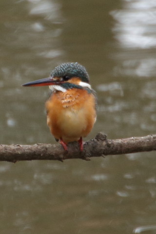 トリミング 2016/1月 TAMRONsp70-300+7D2 焦点距離271mm F8 ss1/250 ISO800